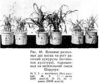 Значение цинка в жизнедеятельности растений (часть 1)