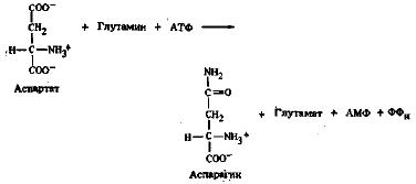 Аминокислоты - производные аспарагиновой кислоты (часть 1)
