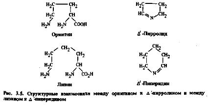 Алкалоиды - производные лизина и орнитина