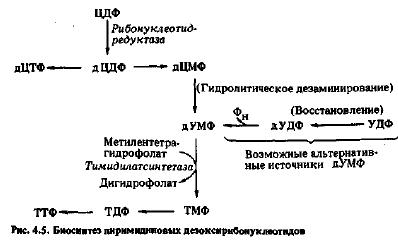 Биосинтез дезоксирибонуклеотидов (часть 1)