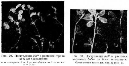 Топография молибдена в органоидах клеток (часть 2)