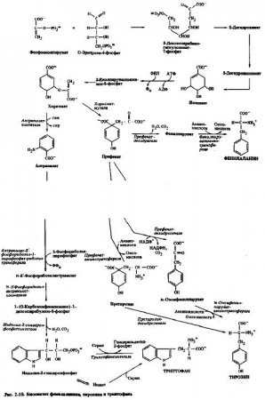 Тирозин, фенилаланин и триптофан