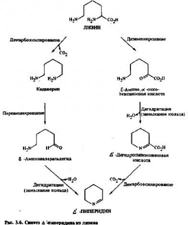 Алкалоиды - производные лизина и орнитина