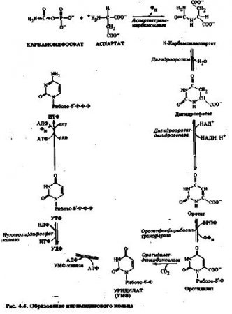 Биосинтез пиримидинов