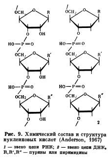 Нуклеиновые кислоты (полинуклеотиды)