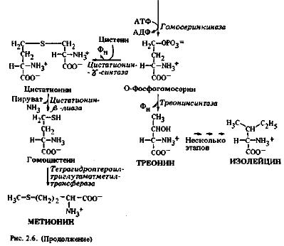 Аминокислоты - производные аспарагиновой кислоты (часть 1)
