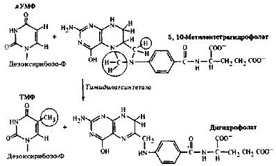 Биосинтез дезоксирибонуклеотидов (часть 2)