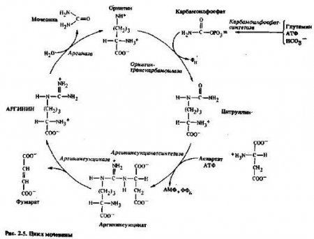Аминокислоты - производные глутаминовой кислоты (часть 2)