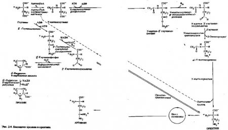 Аминокислоты - производные глутаминовой кислоты (часть 1)