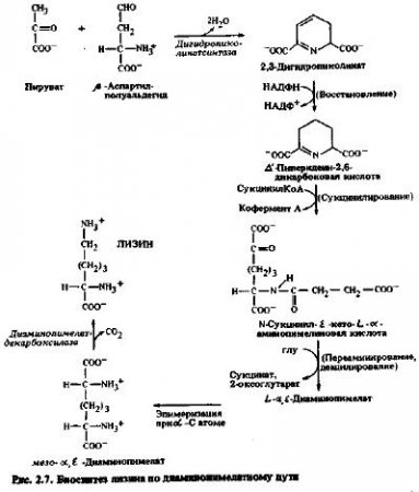 Аминокислоты - производные аспарагиновой кислоты (часть 2)