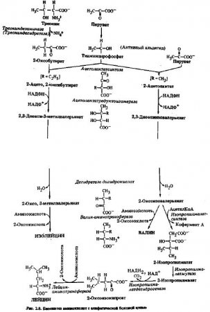 Аминокислоты с алифатическими боковыми цепями