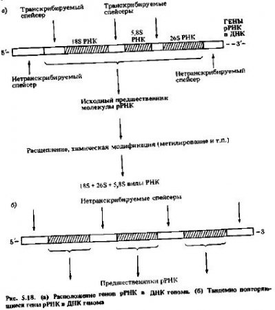 Рибосомы и рРНК (часть 2)