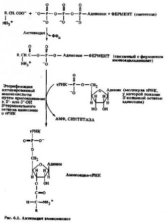 Активация аминокислот, синтез аминоацил-тРНК